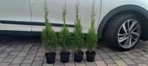 Tuja thuja szmaragd wys 50cm