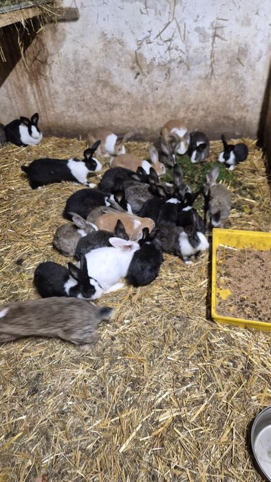 Króliki z własnej chodowli