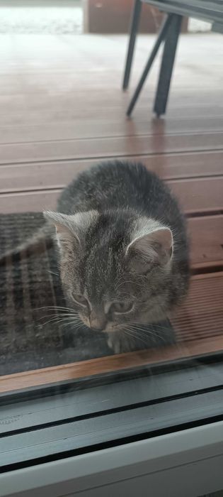 Bezdomny kotek szuka domu