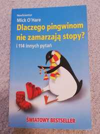 Dlaczego pingwinom nie zamarzają stopy