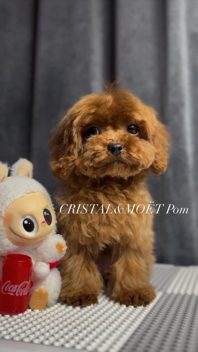 Мальчик Кавапу(мальтипу)Родители Китай.Микро размер.редбраун,бебифейс