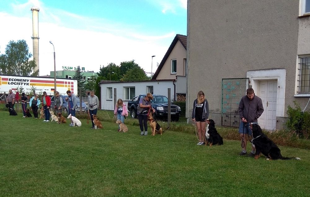 Behawiorysta - konsultacje. Szkolenie psów.