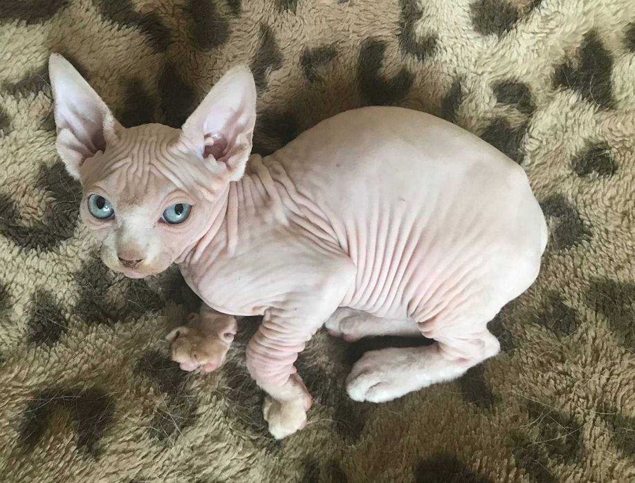 Котик канадский сфинкс