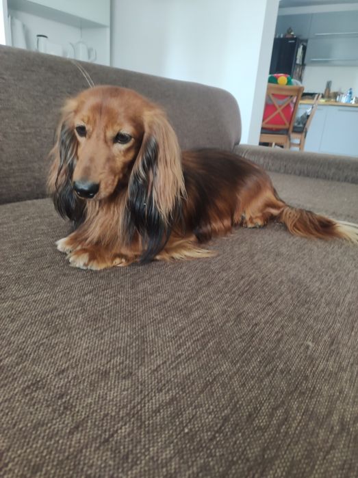 Jamniczka długowlosa królicza/ miniaturowa