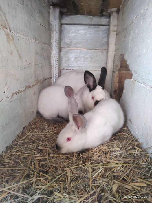 Sprzedam młode króliki kalifornijskie