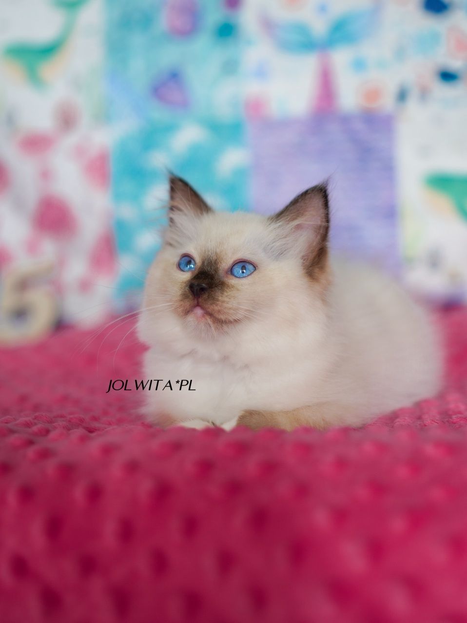 Koteczka ragdoll,wkròtce do odbioru