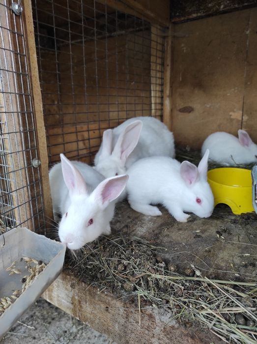 Робочий самчик породи Термонська біла