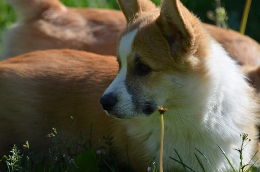 Szczenię Welsh Corgi Pembroke samiec