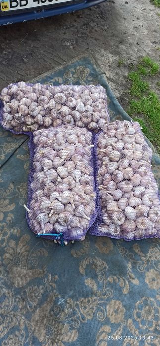 Продам зимовий часник