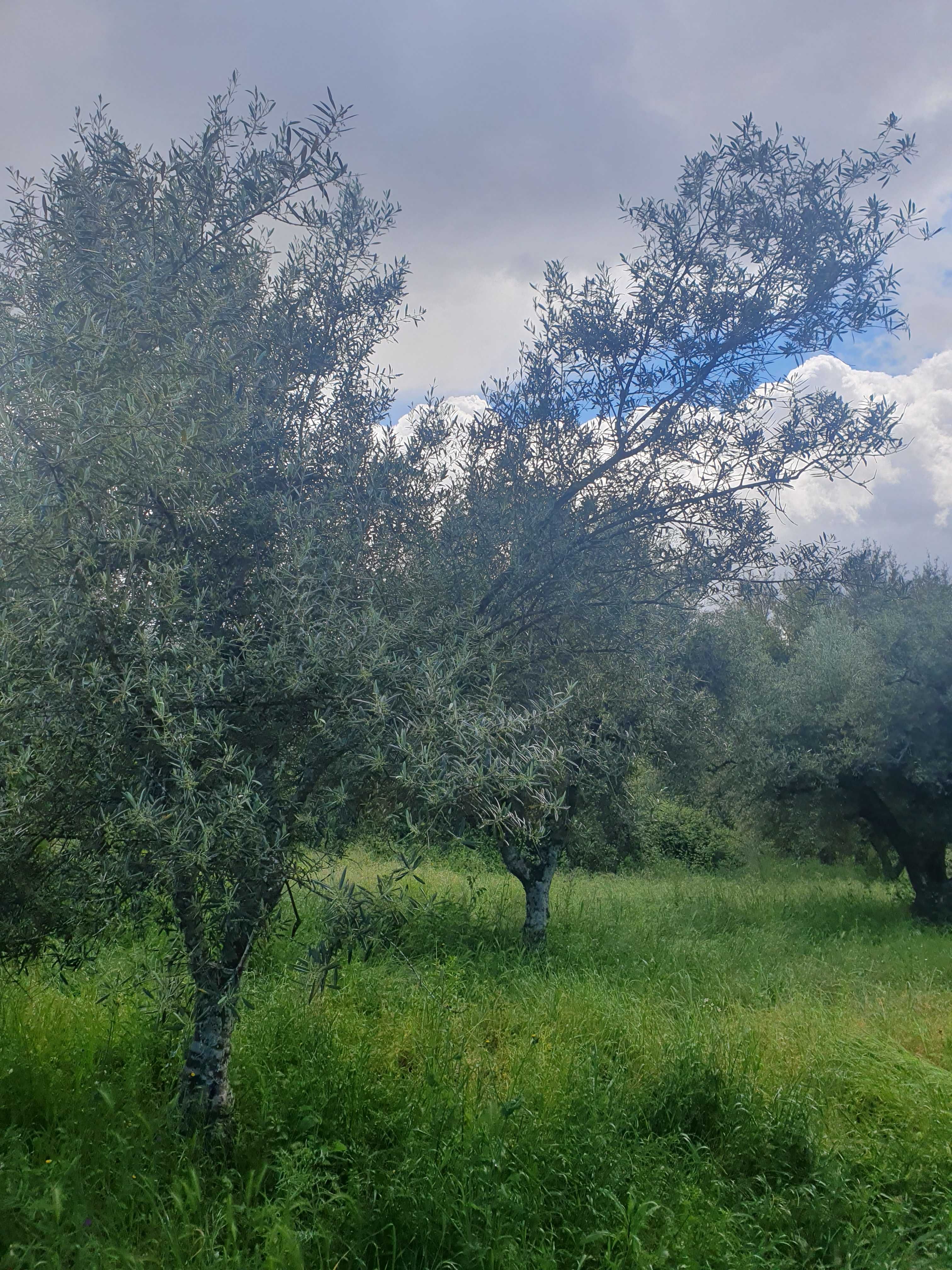 Vende se Terreno Rustico com oliveiras na aldeia de Roios, Vila Flor