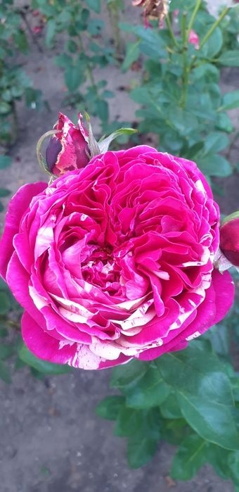 Саженцы розы" Супер Трупер","Романза","Хулио Иглесиас","Ред интуишн"