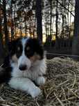 Owczark szkocki collie