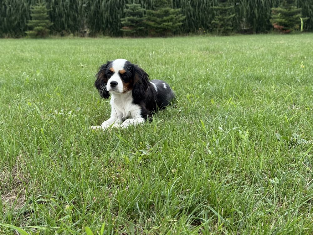 Cavalier King Chrles Spaniel
