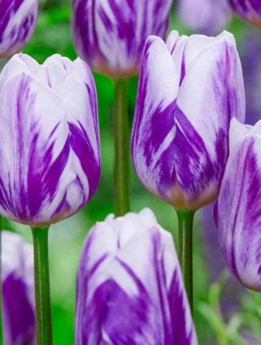 Wyprzedaż tulipanów