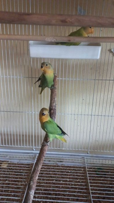 Agarponis não domesticados