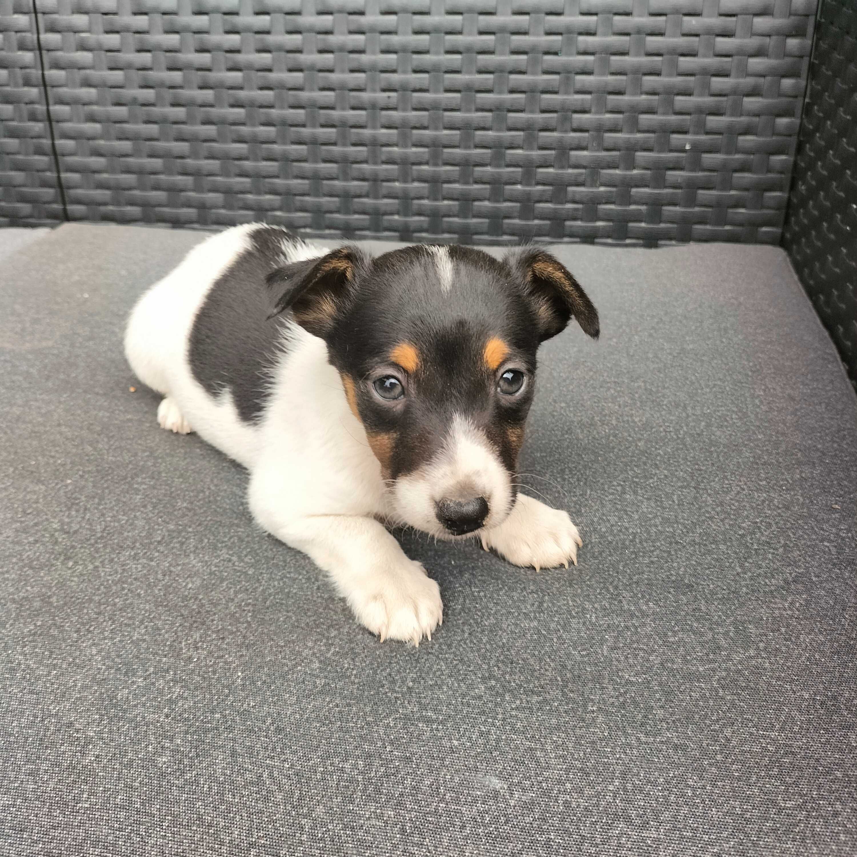Jack Russel femea