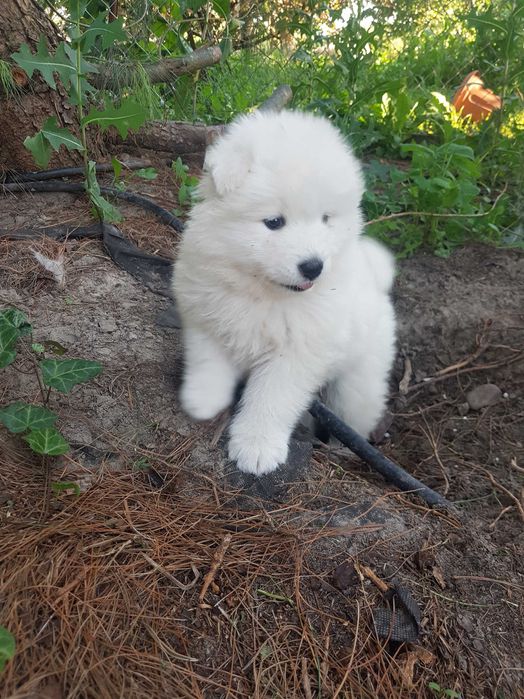 szczeniak Samojed