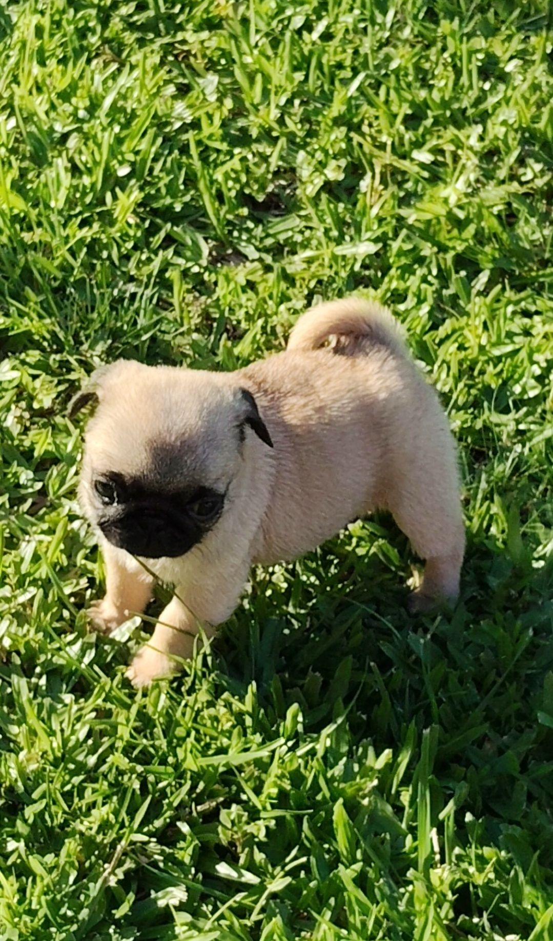 Pug Carlin com Lop