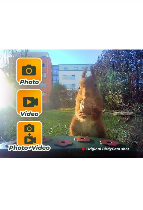 Comedouro para pássaros com câmera e painel solar