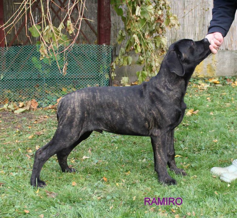 Cane Corso rod FCI RAMIRO bardzo rokujący i pięknie zbudowany