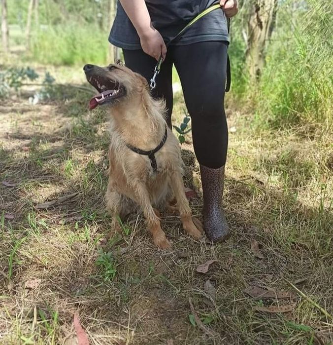 Francisca- Cachorra de porte médio para adoção