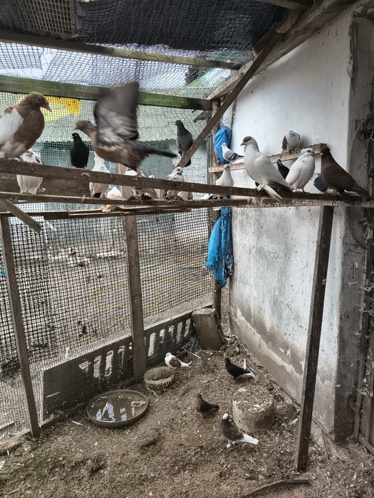 Sprzedam gołębie chowowla własna.