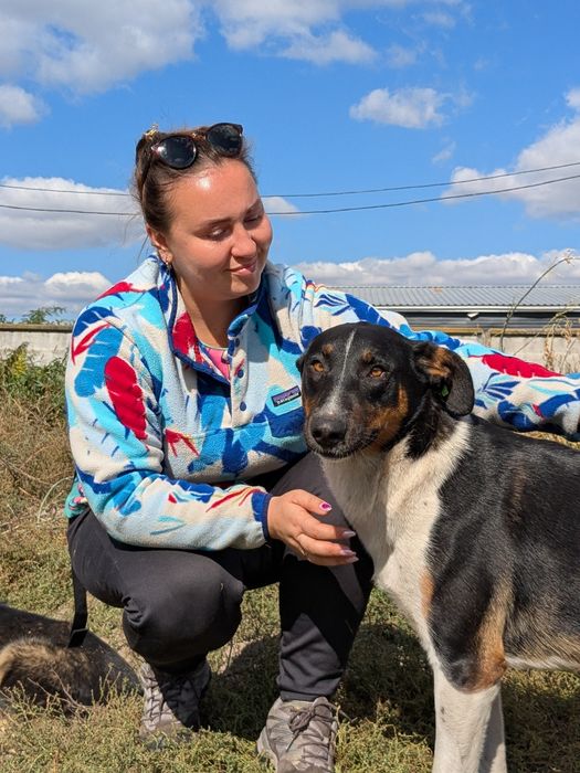 Собака Лінда 30кг, стерилізована шукає родину