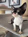 Devon Rex kotka hodowlana
