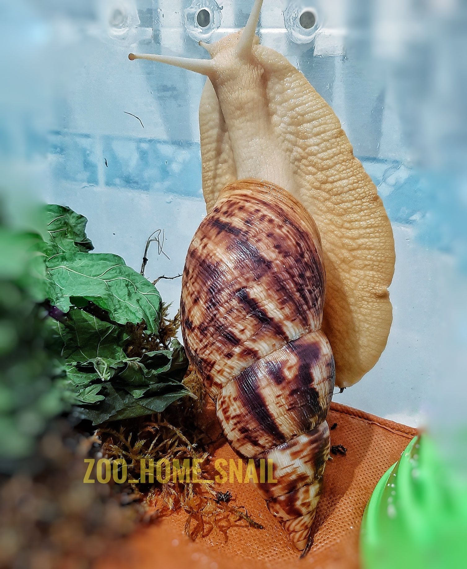 Ахатини малюки равлики Ahatina Reticulated Albino snail