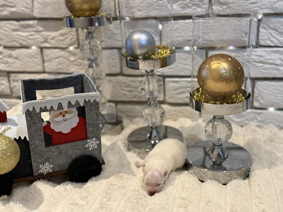 Szpic miniaturowy pomeranian Ophelia