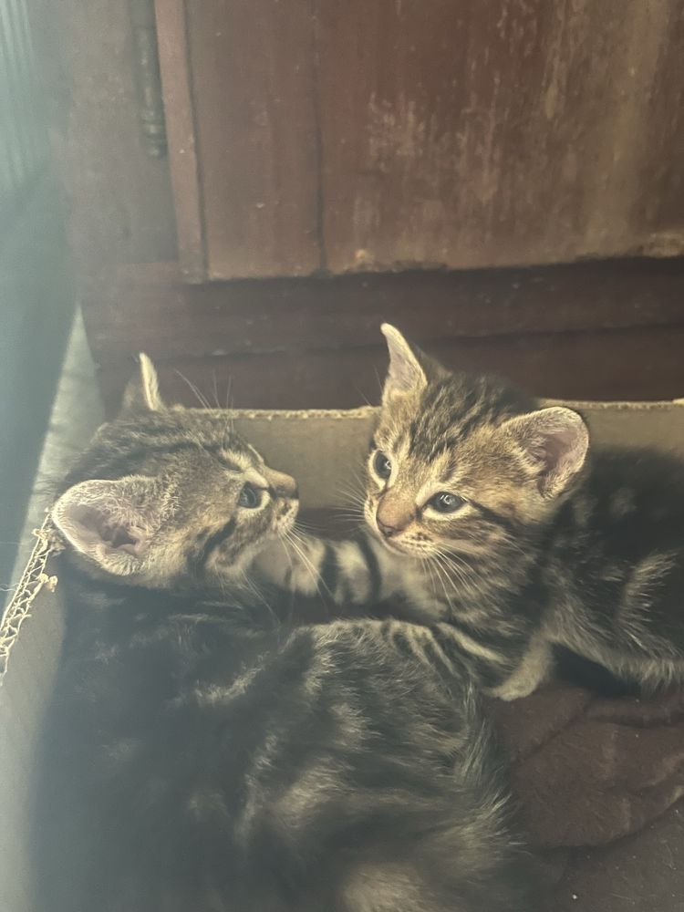 Gatinhos para adoção responsável