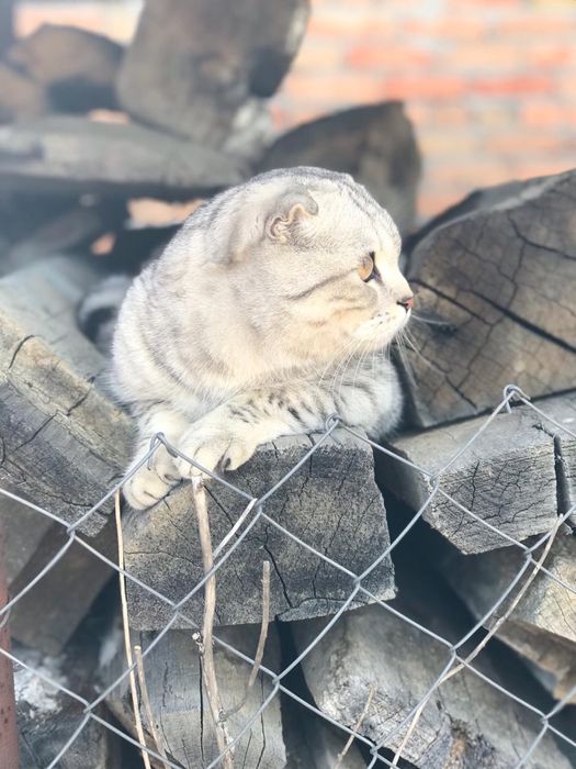 Скотиш фолд,вязка