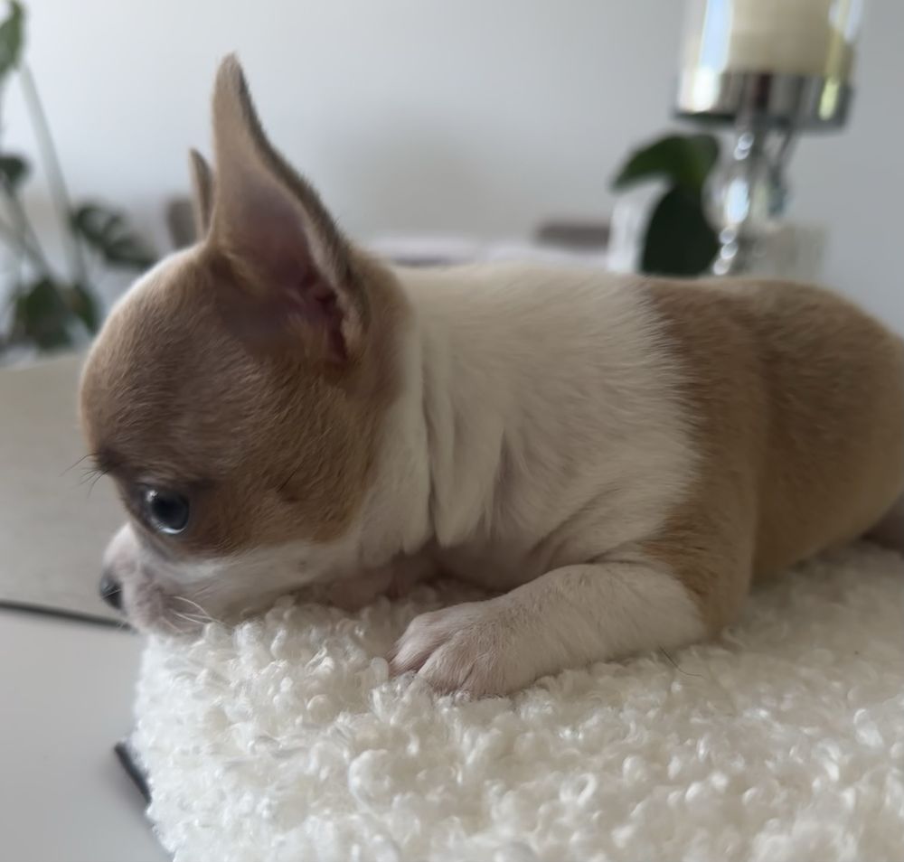 Chihuahua MILKY WAY chlopczyk