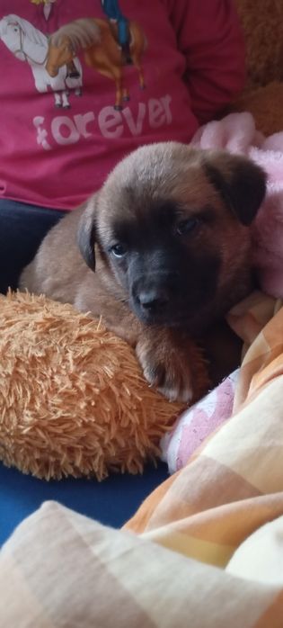 Віддам собачок у добрі руки всі хлопчики