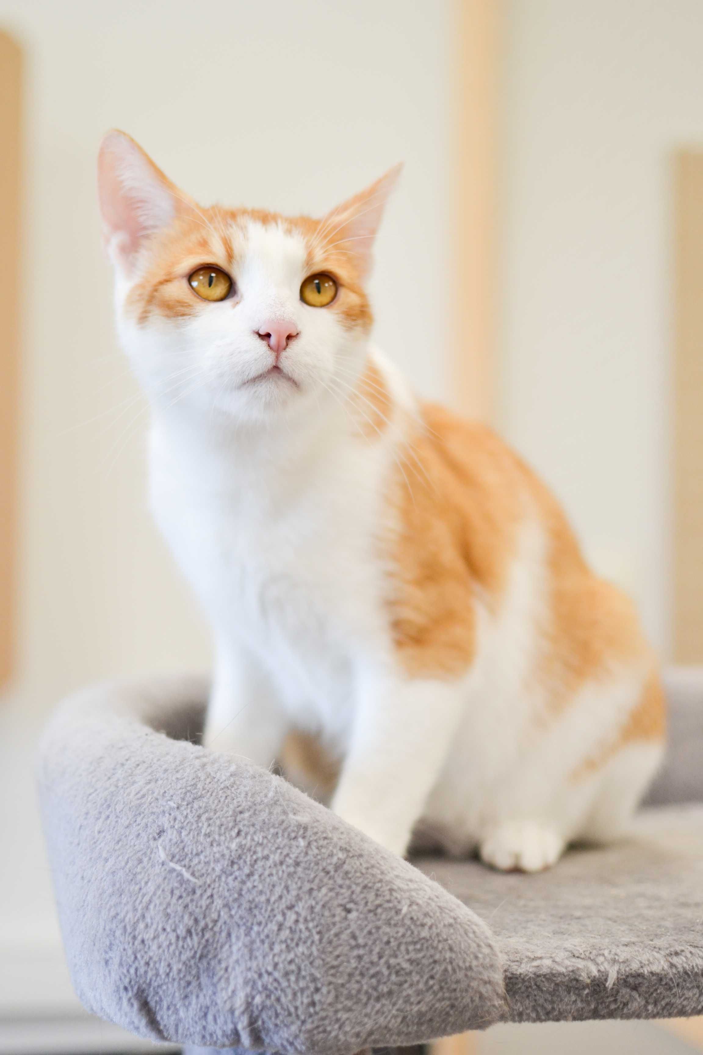 Miguś - 2 letni, biało-rudy kot do adopcji!
