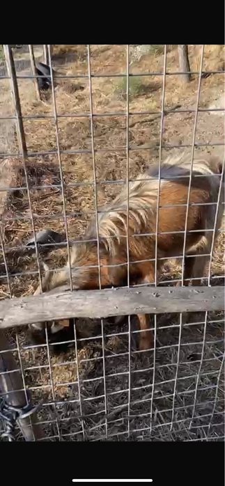 Bode dois anos ( urgente )