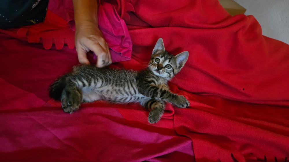 Gatinho bebê para adoção