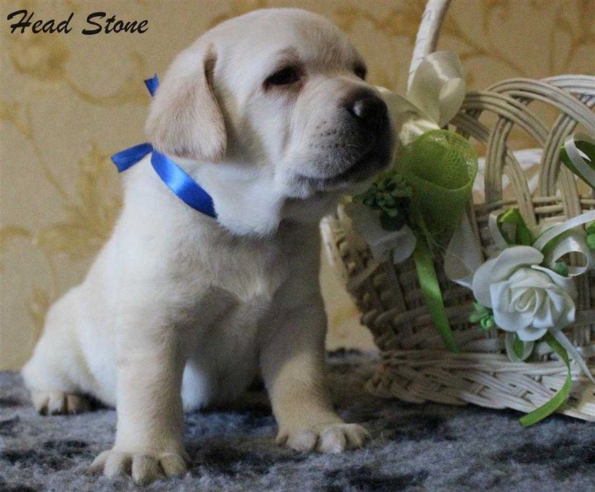 Щенки Лабрадор ретривер