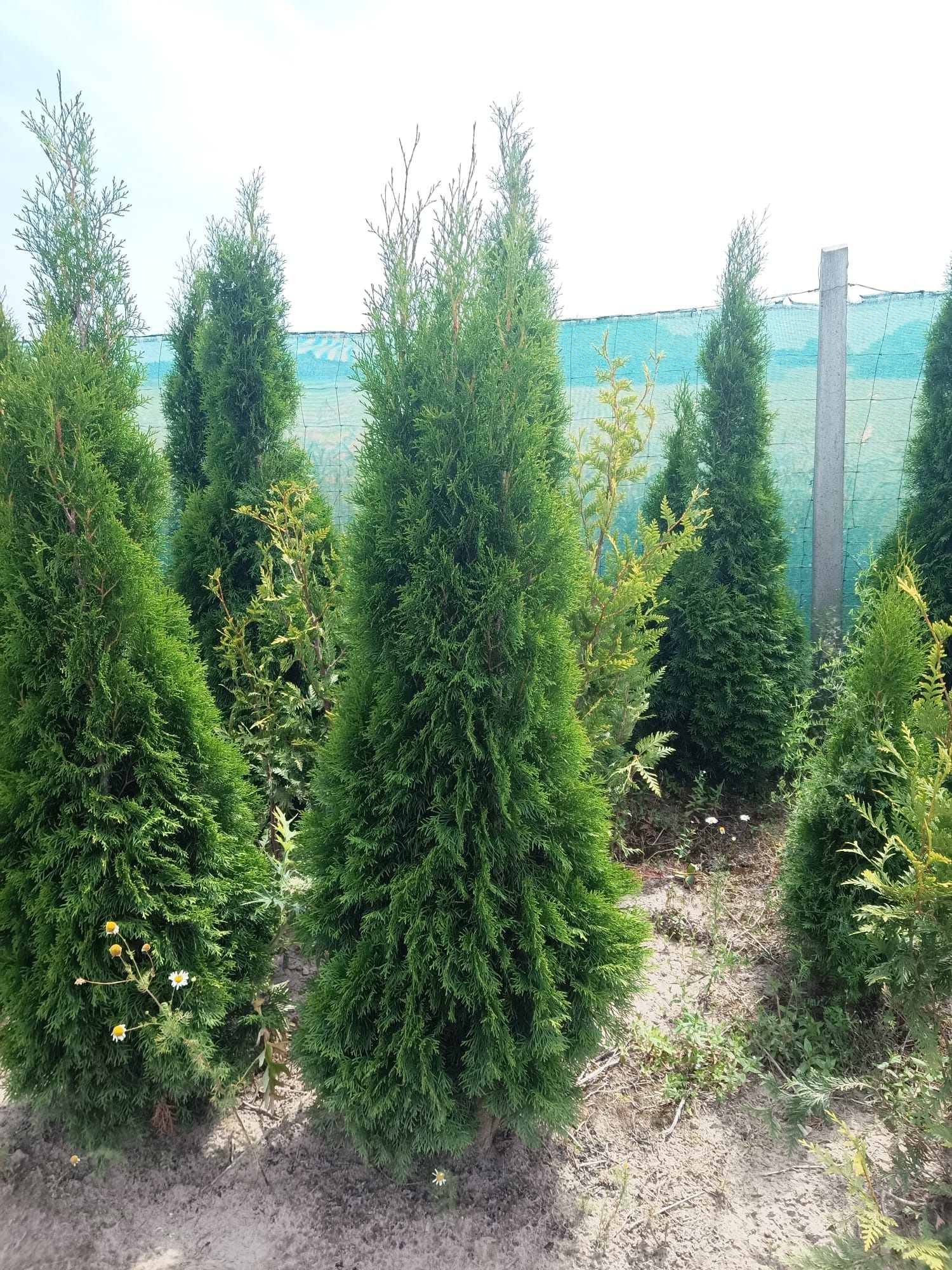 Tuja Thuja Szmaragd 50cm-180cm PREMIUM Sprzedaż, Nasadzenia, GRUNT