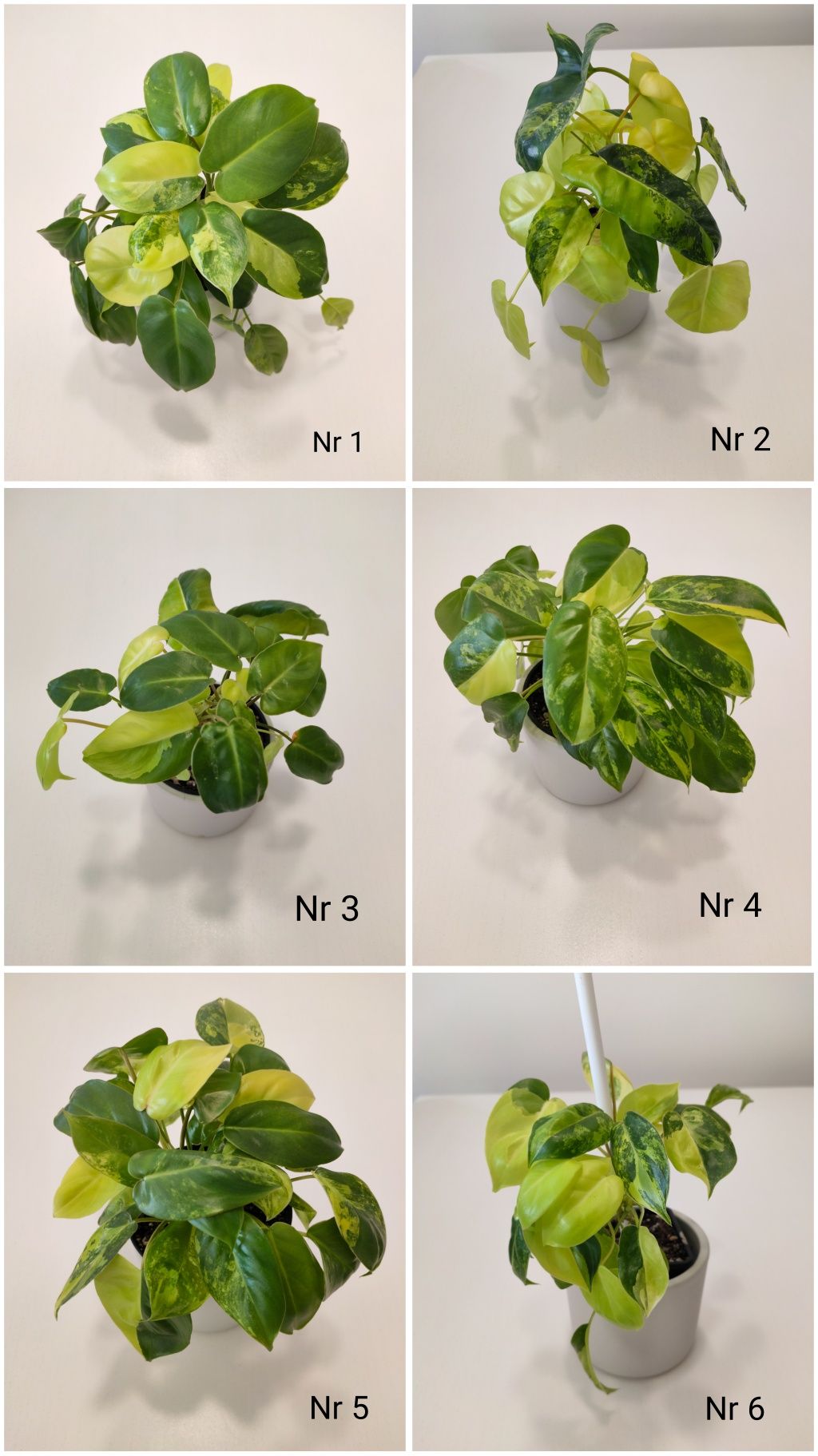Philodendron Burle Marx Variegata