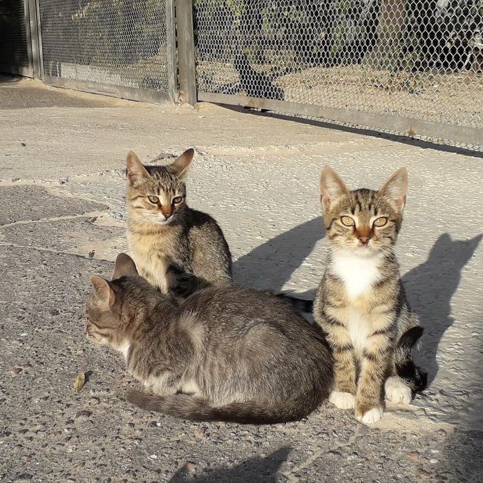 Котенок девочка 3 мес, стерильна