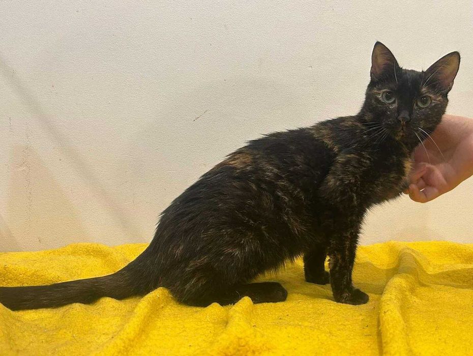 kotka szylkretowa jaga tymczasem aktualne