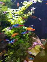 Neon inessa ok 2-3 cm