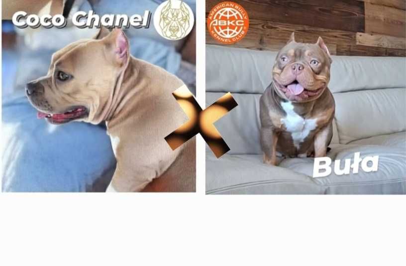 American Bully ABKC suczka