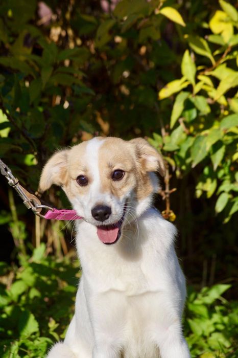 Mała roczna Kiwi czeka na dom