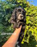 Английский кокер Спаниель щенки