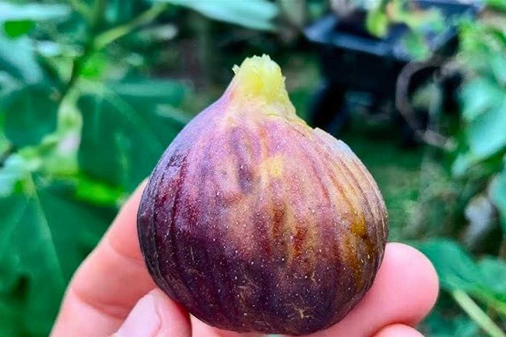 Aborygen, figowiec, sadzonki figi, figa