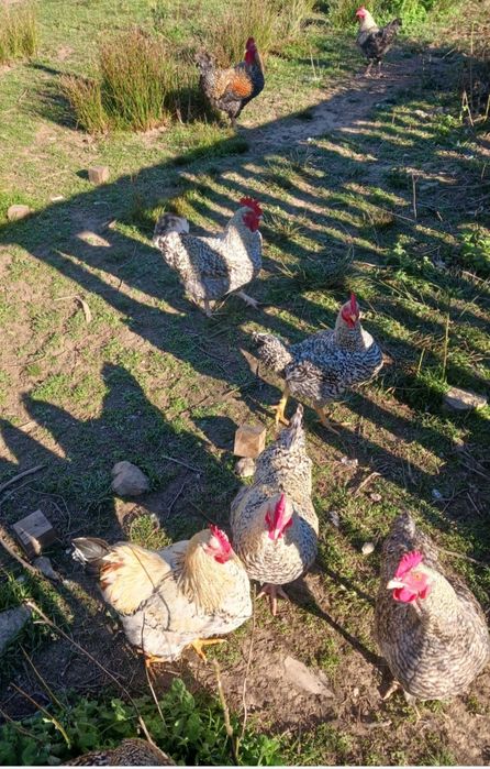 Galinhas E Galos Pedres Português