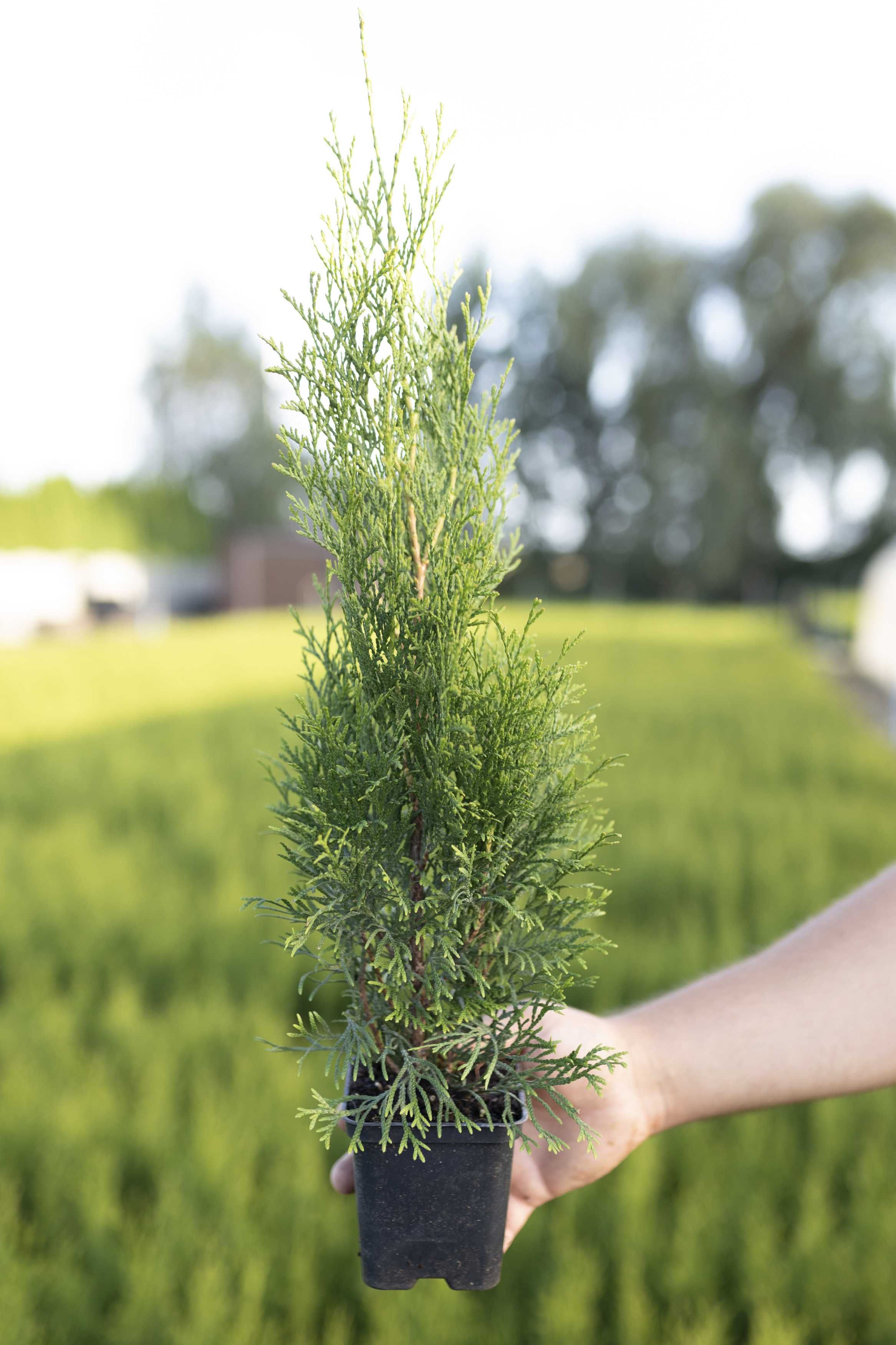 Tuja Tuje Thuja Szmaragd 38-48 cm. PRODUCENT, DOSTAWA GRATIS