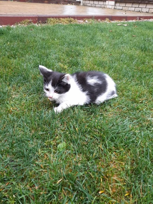 Милые и забавные хвостики